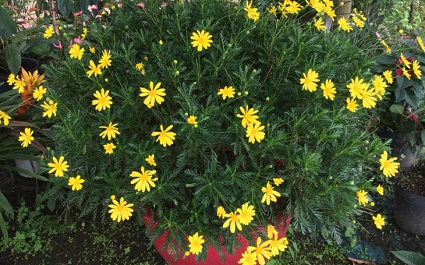 Cúc thân gỗ, cúc vạn niên, cúc trường thọ, hoa cúc bonsai, cây phong thủy, cây cúc thân gỗ giá, chăm sóc cúc thân gỗ