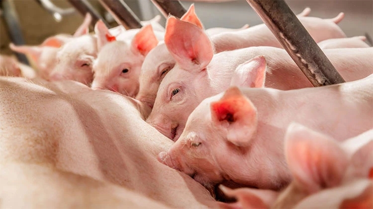 giá heo hơi hôm nay 17/11/2025, giá heo hơi, thị trường heo hơi, heo hơi miền Bắc, heo hơi miền Trung, heo hơi miền Nam