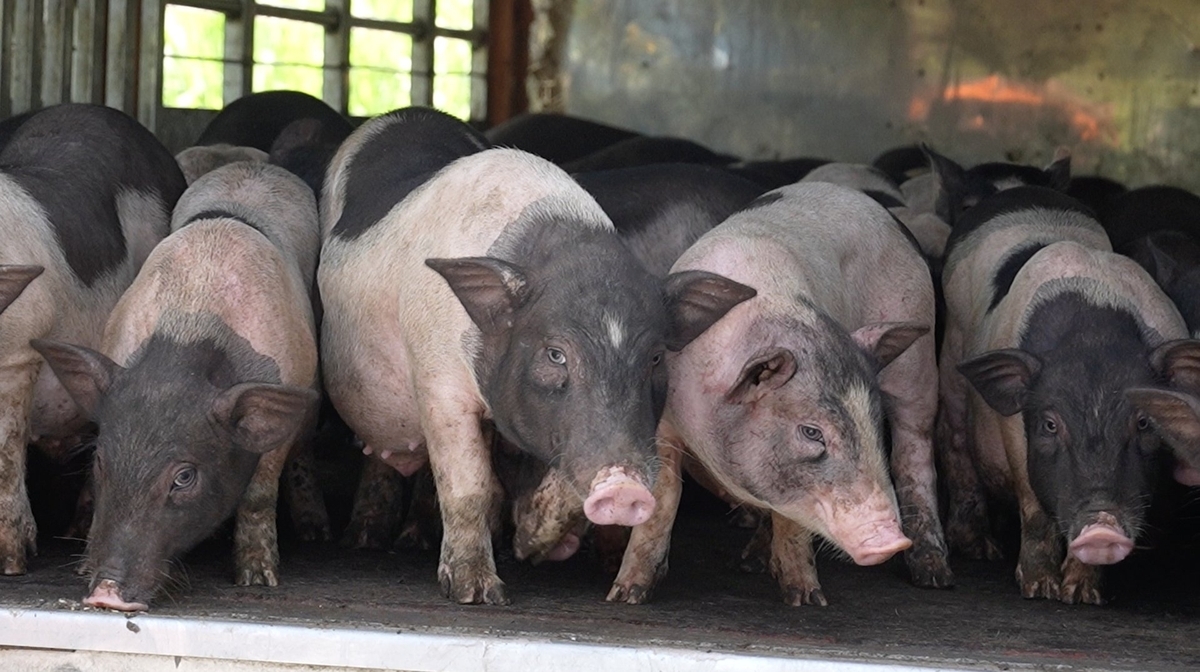 giá heo hơi hôm nay 17/11/2025, giá heo hơi, thị trường heo hơi, heo hơi miền Bắc, heo hơi miền Trung, heo hơi miền Nam