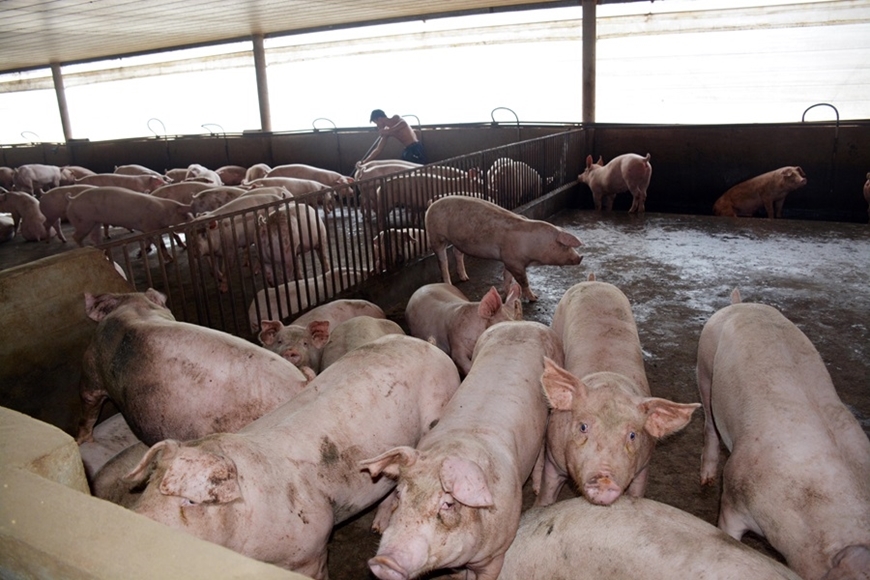 Dự báo giá heo hơi 18/11/2025: Miền Bắc có thể tiếp tục nhích nhẹ