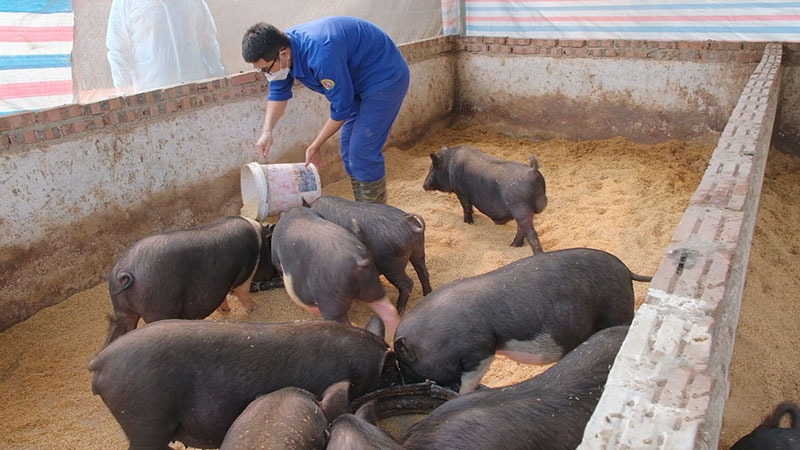 giá heo hơi, giá heo hơi hôm nay, dự báo giá heo hơi 18/11, giá heo hơi miền Bắc, giá heo hơi miền Trung, giá heo hơi miền Nam, dịch tả heo châu Phi