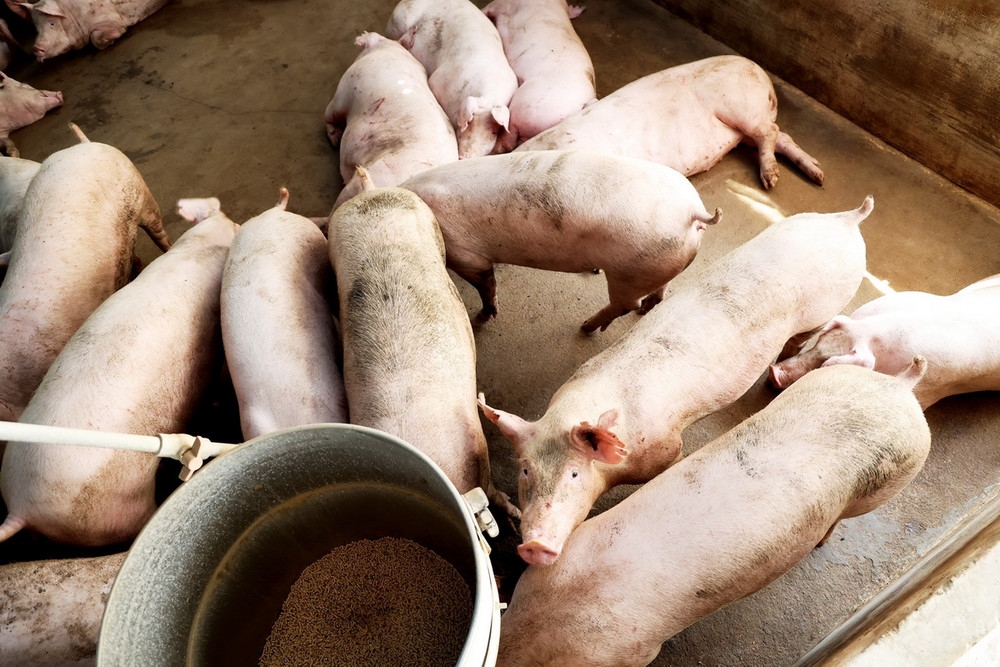 giá heo hơi, giá heo hơi hôm nay, dự báo giá heo hơi 18/11, giá heo hơi miền Bắc, giá heo hơi miền Trung, giá heo hơi miền Nam, dịch tả heo châu Phi