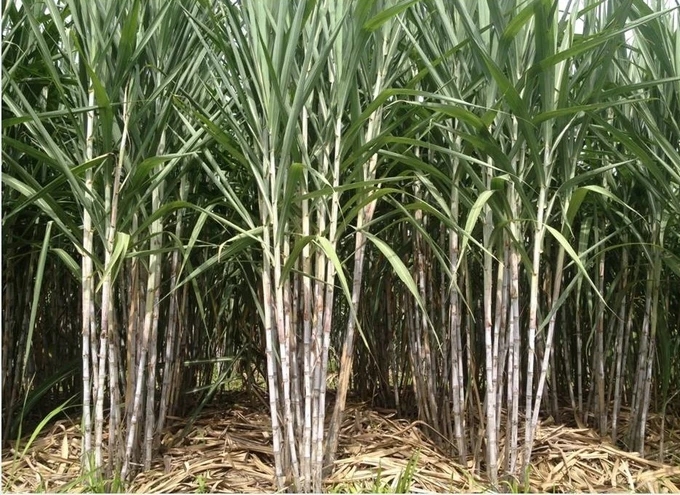 SBT, mía đường, trái phiếu chuyển đổi, chiến lược 5 năm, vốn hóa 3 tỷ USD, TTC AgriS, ngành đường Việt Nam