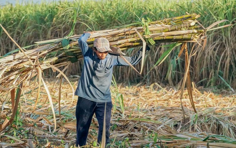 SBT, mía đường, trái phiếu chuyển đổi, chiến lược 5 năm, vốn hóa 3 tỷ USD, TTC AgriS, ngành đường Việt Nam