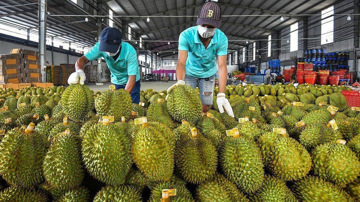 sầu riêng Việt Nam, HAGL, Bầu Đức, xuất khẩu sầu riêng, rào cản Cadimi, kiểm dịch sầu riêng, sầu riêng Lào, GlobalGAP, HAG, sầu riêng cấp đông