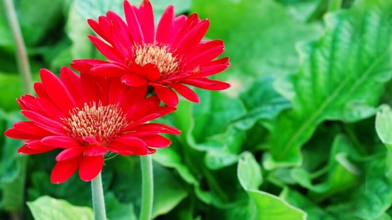 Tử vi 12 cung hoàng đạo 19/11/2025: Ma Kết gặp vận may dồn dập