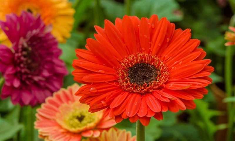 Tử vi 12 cung hoàng đạo, tử vi ngày 19 tháng 11 năm 2025, Ma Kết, Bạch Dương, Kim Ngưu, Song Tử, Cự Giải, Sư Tử, Xử Nữ, Thiên Bình