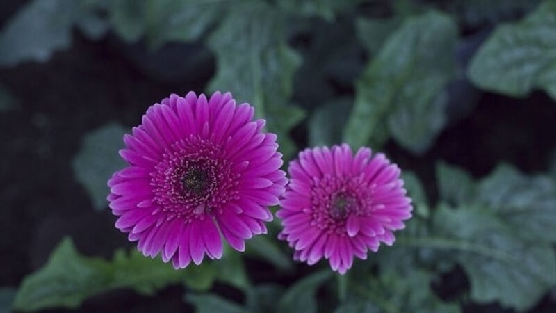 Tử vi 12 cung hoàng đạo, tử vi ngày 19 tháng 11 năm 2025, Ma Kết, Bạch Dương, Kim Ngưu, Song Tử, Cự Giải, Sư Tử, Xử Nữ, Thiên Bình