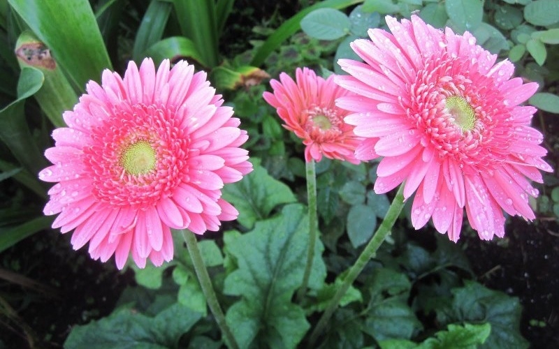 Tử vi 12 cung hoàng đạo, tử vi ngày 19 tháng 11 năm 2025, Ma Kết, Bạch Dương, Kim Ngưu, Song Tử, Cự Giải, Sư Tử, Xử Nữ, Thiên Bình