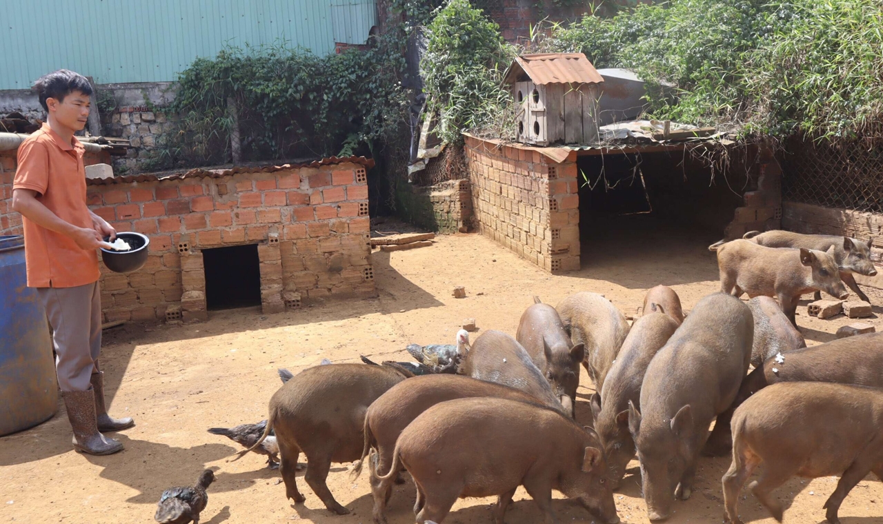 giá heo hơi, dự báo giá heo hơi, thị trường heo hơi Việt Nam, giá heo hơi 19/11/2025, dịch tả heo châu Phi, miền Bắc, miền Trung, miền Nam