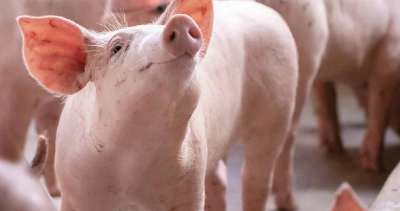 giá heo hơi, dự báo giá heo hơi, thị trường heo hơi Việt Nam, giá heo hơi 19/11/2025, dịch tả heo châu Phi, miền Bắc, miền Trung, miền Nam