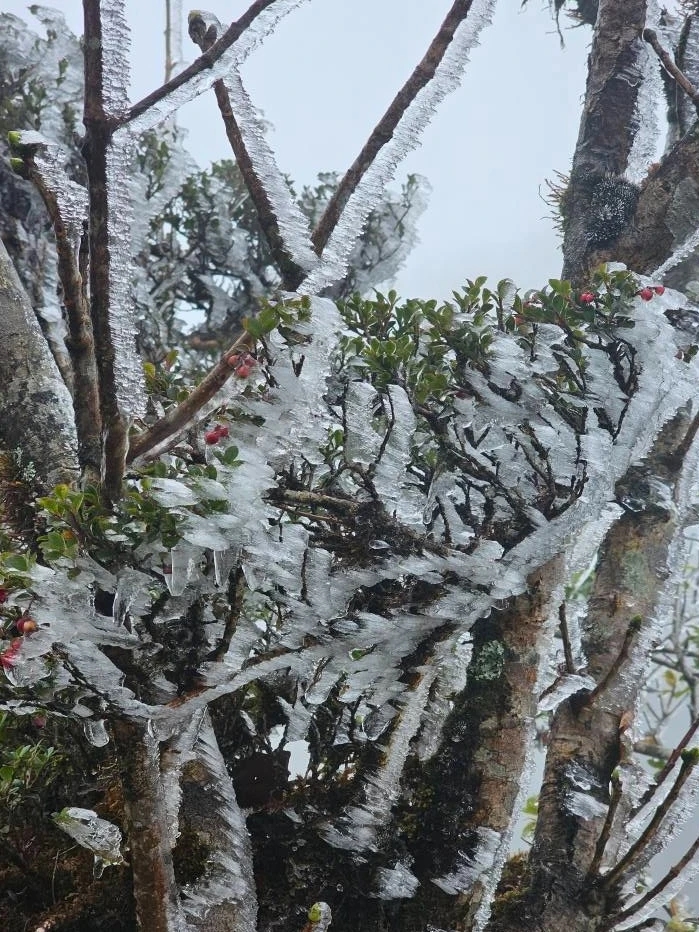 Tà Xùa, Phu Sa Phìn, băng giá, Sơn La, trekking, hiện tượng hiếm, biển mây