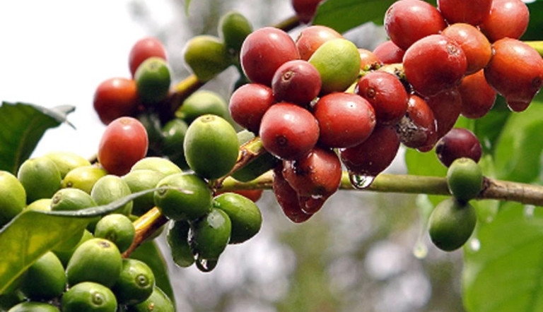 Giá cà phê hôm nay, giá cà phê 19/11, giá cà phê Tây Nguyên, giá cà phê trong nước, thuế nhập khẩu cà phê Mỹ, robusta Việt Nam