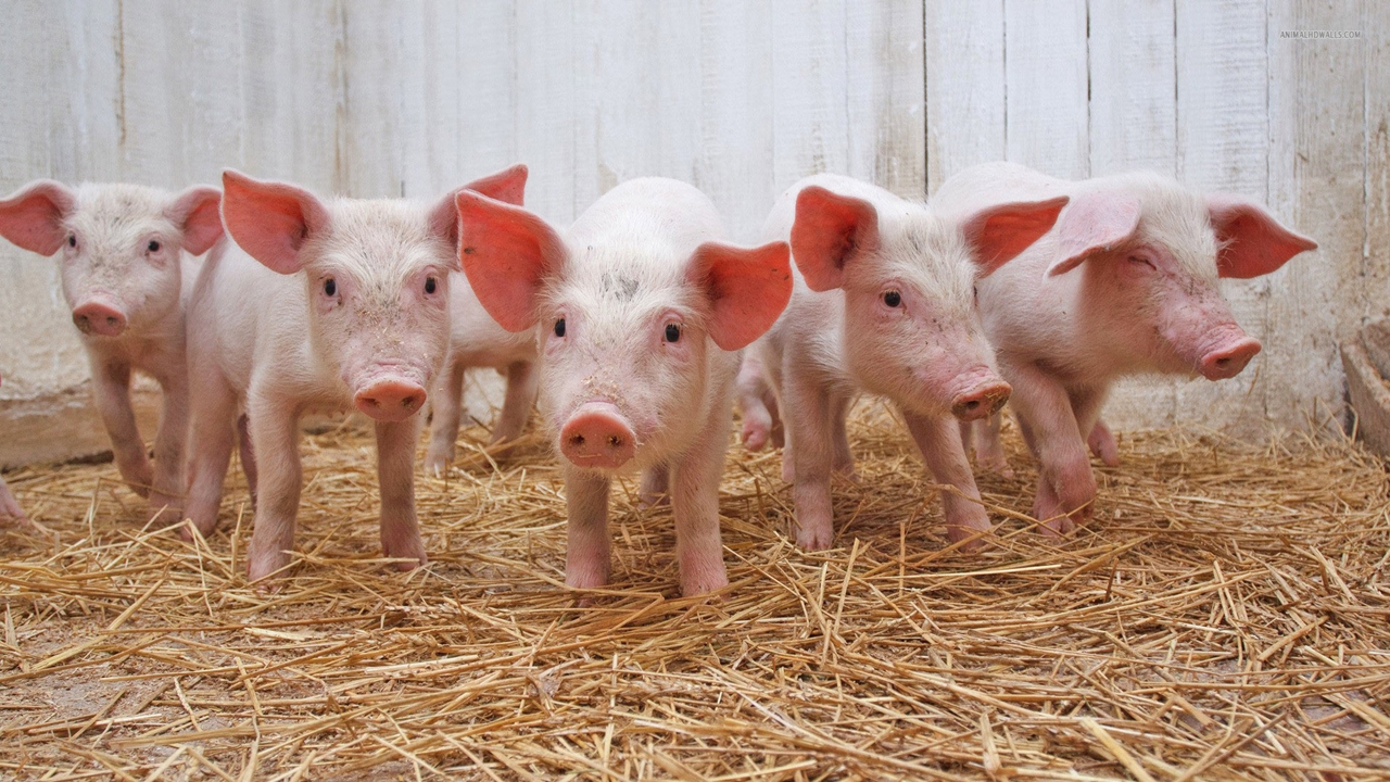 Giá heo hơi, giá heo hơi 20/11, dự báo giá heo hơi, thị trường heo hơi, giá heo ba miền