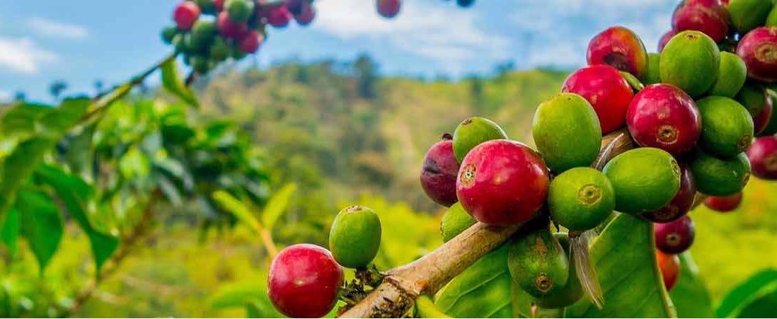 Giá cà phê hôm nay, giá cà phê 20/11, giá cà phê Tây Nguyên, giá cà phê trong nước, robusta, arabica, thu hoạch cà phê, thị trường cà phê