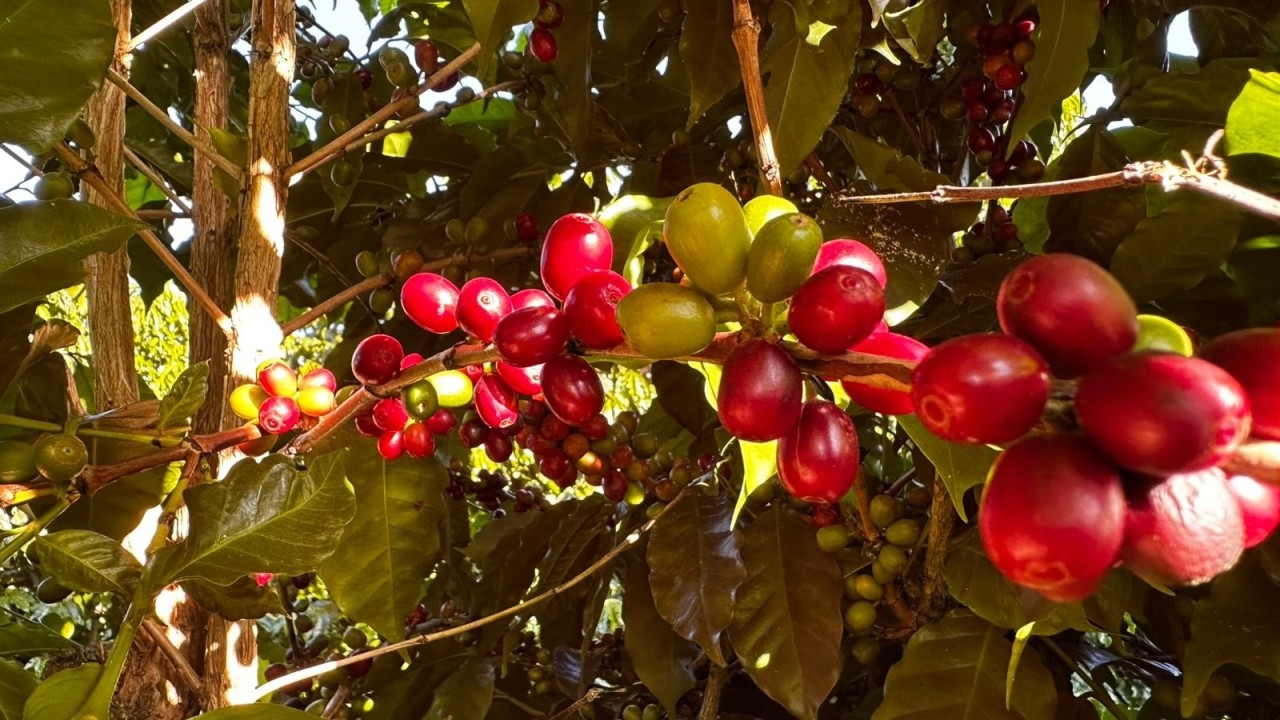 Giá cà phê hôm nay, giá cà phê 20/11, giá cà phê Tây Nguyên, giá cà phê trong nước, robusta, arabica, thu hoạch cà phê, thị trường cà phê
