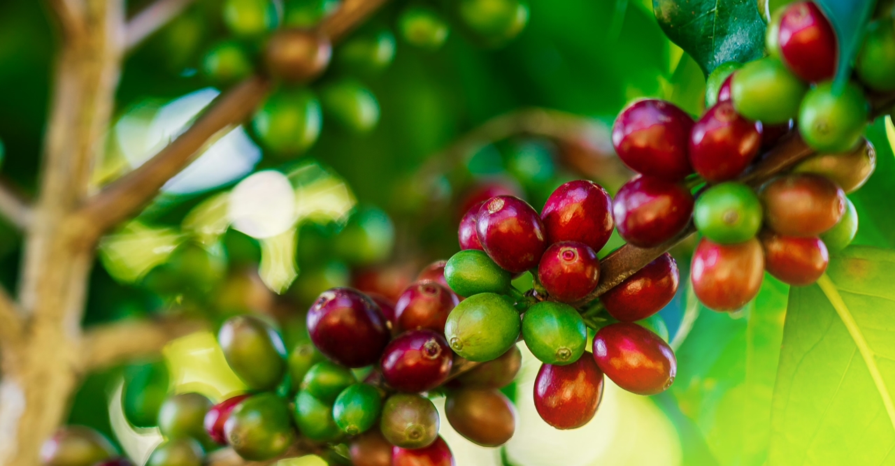 Giá cà phê hôm nay, giá cà phê 20/11, giá cà phê Tây Nguyên, giá cà phê trong nước, robusta, arabica, thu hoạch cà phê, thị trường cà phê