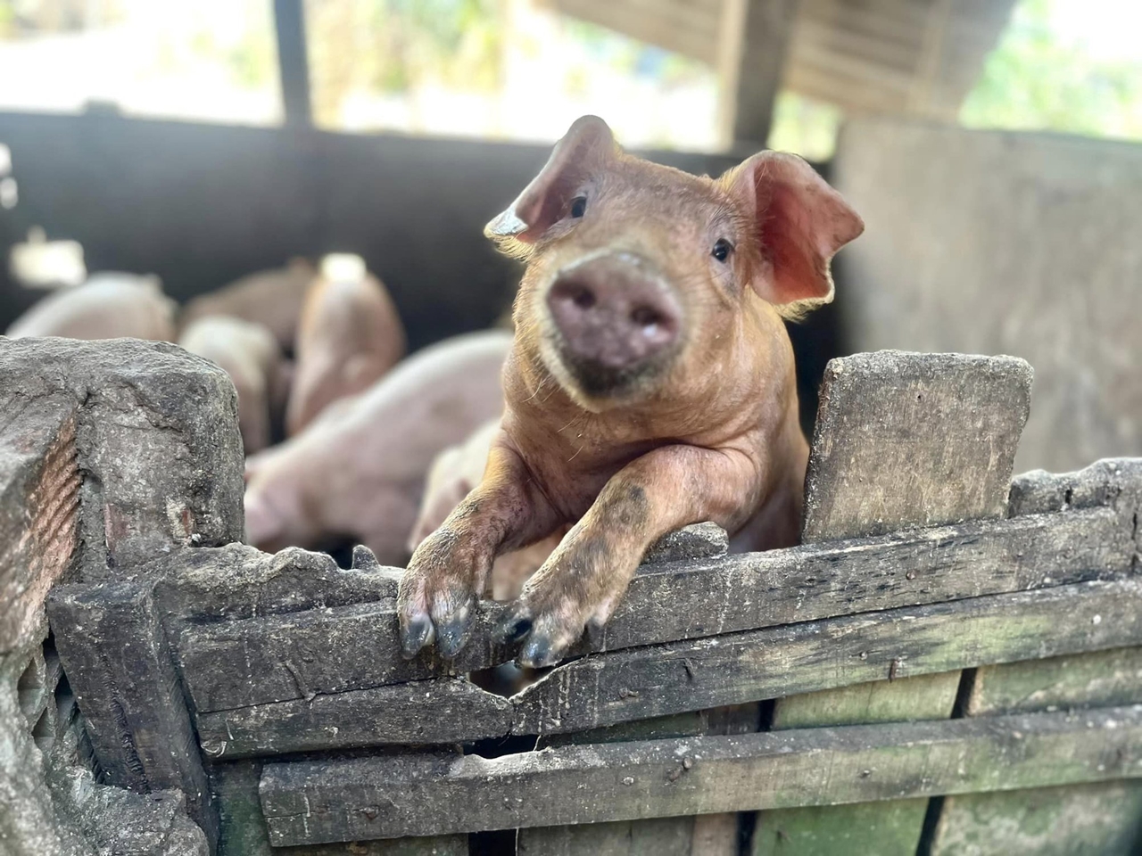 Giá heo hơi hôm nay, giá heo hơi 20/11, giá lợn hơi, heo hơi miền Bắc, heo hơi miền Trung, heo hơi miền Nam, thị trường heo hơi