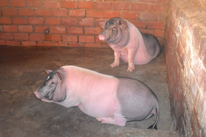 Giá heo hơi hôm nay, giá heo hơi 20/11, giá lợn hơi, heo hơi miền Bắc, heo hơi miền Trung, heo hơi miền Nam, thị trường heo hơi