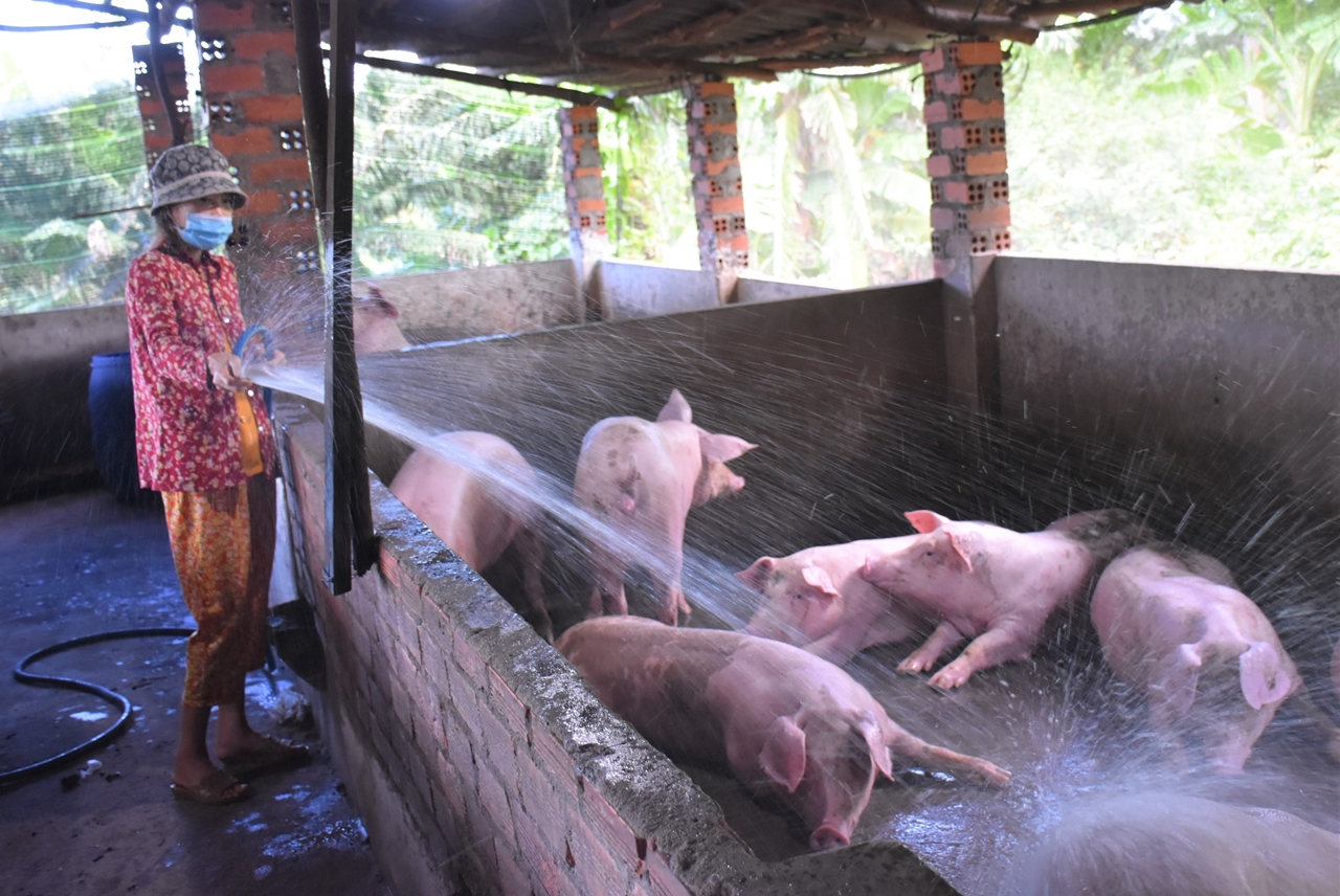 giá heo hơi, giá heo hơi hôm nay, dự báo giá heo hơi 21/11, giá lợn hơi, heo hơi miền Bắc, heo hơi miền Trung, heo hơi miền Nam, giá heo hơi 21/11/2025