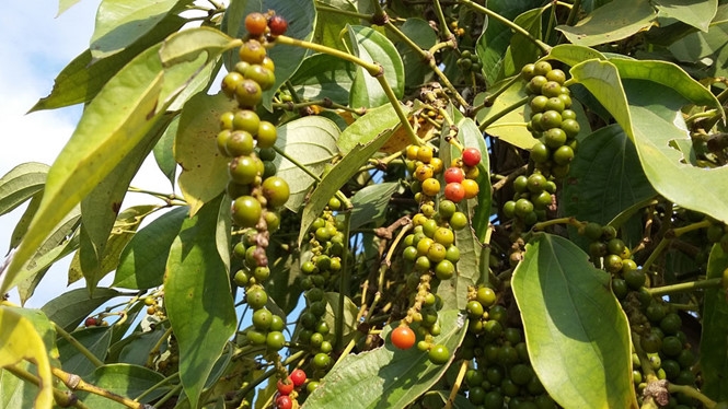 Giá tiêu hôm nay, giá tiêu 20/11, giá tiêu Tây Nguyên, giá tiêu Đông Nam Bộ, giá tiêu trong nước, xuất khẩu hồ tiêu, thị trường hồ tiêu, Mỹ miễn thuế đối ứng