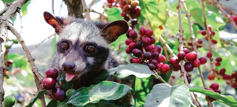 giá cà phê hôm nay 21/11, giá cà phê 21/11/2025, giá cà phê Tây Nguyên, giá cà phê Robusta, lũ lớn Krông Năng, cà phê Đắk Lắk, giá cà phê tăng mạnh
