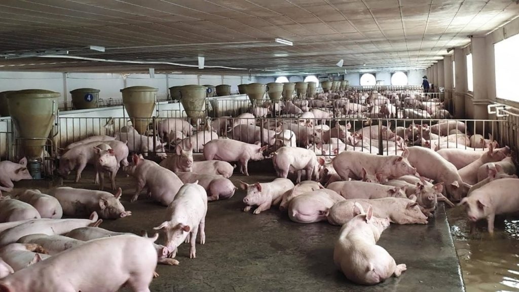 giá heo hơi hôm nay, giá heo hơi 21/11, giá heo hơi miền Bắc, giá heo hơi miền Trung, giá heo hơi miền Nam, giá heo hơi tăng, thị trường heo hơi