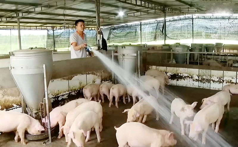 giá heo hơi hôm nay, giá heo hơi 21/11, giá heo hơi miền Bắc, giá heo hơi miền Trung, giá heo hơi miền Nam, giá heo hơi tăng, thị trường heo hơi