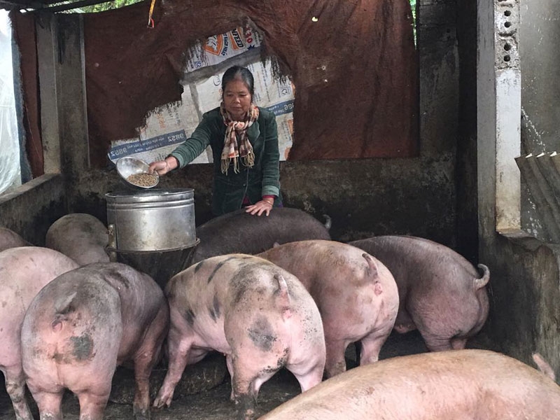 giá heo hơi hôm nay 22/11, giá heo hơi, giá lợn hơi, giá heo miền Bắc, giá heo miền Trung, giá heo miền Nam, thị trường heo hơi, heo hơi tăng giá