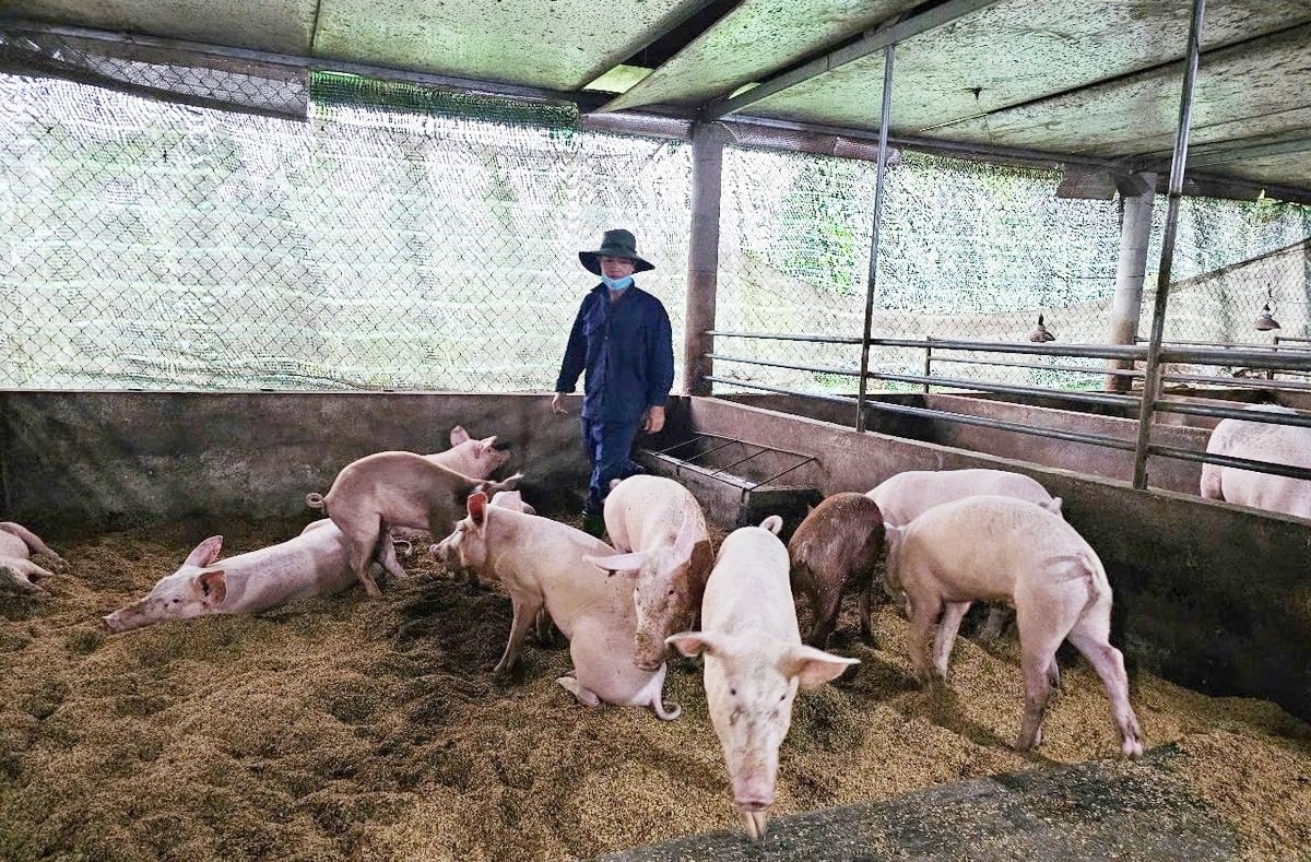 giá heo hơi hôm nay 22/11, giá heo hơi, giá lợn hơi, giá heo miền Bắc, giá heo miền Trung, giá heo miền Nam, thị trường heo hơi, heo hơi tăng giá