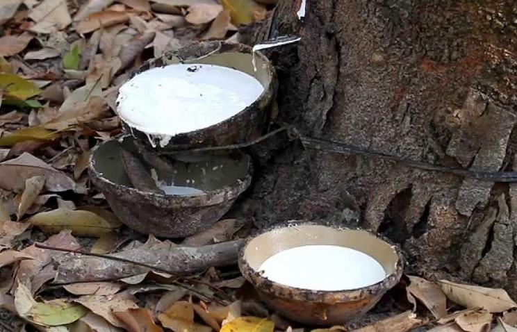 Giá cao su 22/11/2025, giá cao su hôm nay, cao su thế giới, cao su Nhật Bản, cao su Thái Lan, cao su Trung Quốc, giá cao su trong nước, mủ cao su