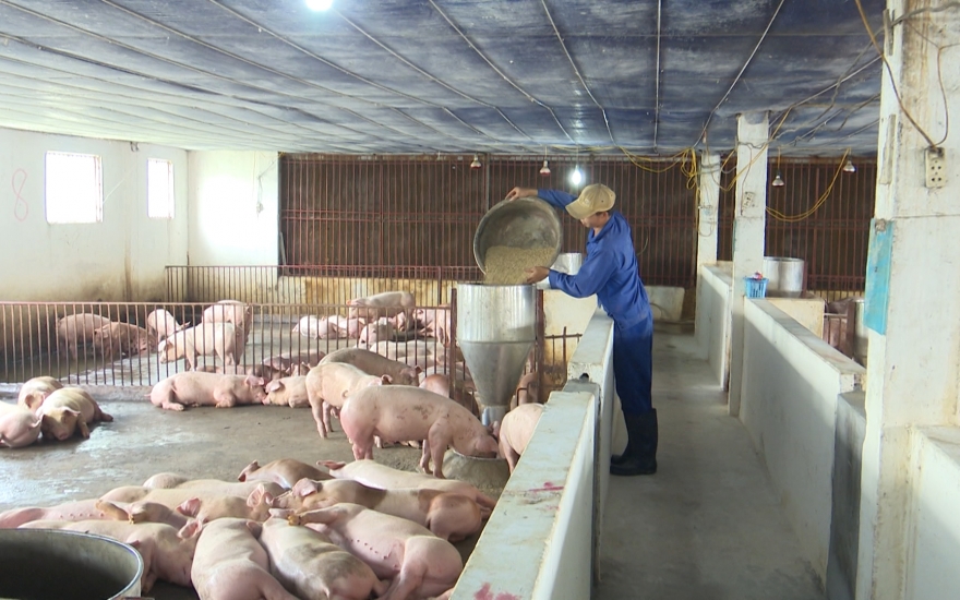 Dự báo giá heo hơi 23/11/2025, giá heo hơi, giá lợn hơi, giá heo hôm nay, giá heo miền Bắc, giá heo miền Trung, giá heo miền Nam