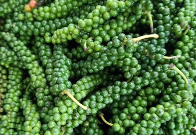 giá tiêu hôm nay, giá tiêu 22/11, giá tiêu đi ngang, hồ tiêu Việt Nam, xuất khẩu hồ tiêu, thị trường tiêu, tiêu Đắk Lắk, tiêu Đắk Nông, tiêu Gia Lai