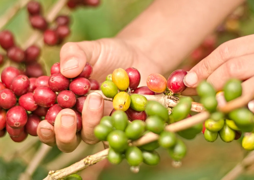 Giá cà 23/11/25, giá cà phê hôm nay 23/11, giá cà phê tăng, giá cà phê Tây Nguyên, giá cà phê Đắk Lắk, giá cà phê Lâm Đồng, thị trường cà phê