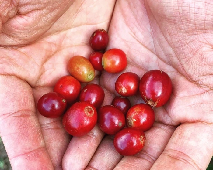 Giá cà 23/11/25, giá cà phê hôm nay 23/11, giá cà phê tăng, giá cà phê Tây Nguyên, giá cà phê Đắk Lắk, giá cà phê Lâm Đồng, thị trường cà phê