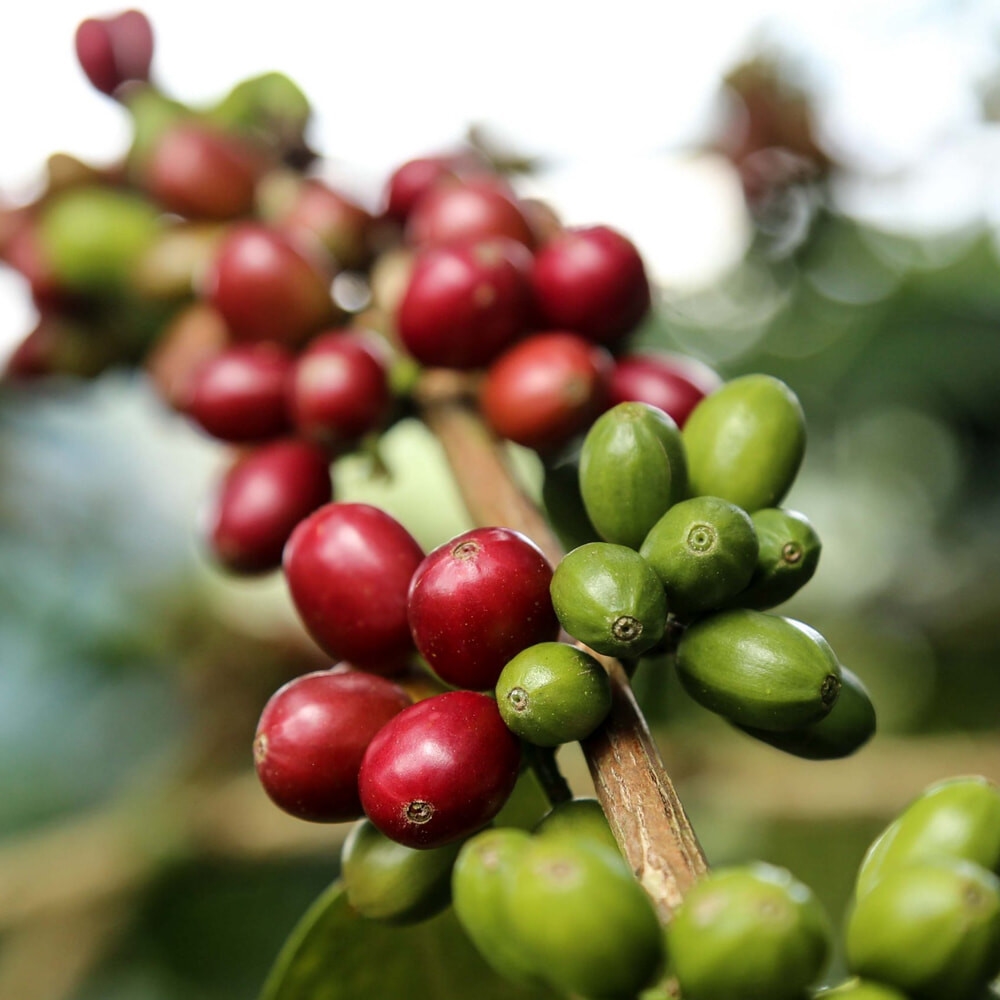 Giá cà 23/11/25, giá cà phê hôm nay 23/11, giá cà phê tăng, giá cà phê Tây Nguyên, giá cà phê Đắk Lắk, giá cà phê Lâm Đồng, thị trường cà phê