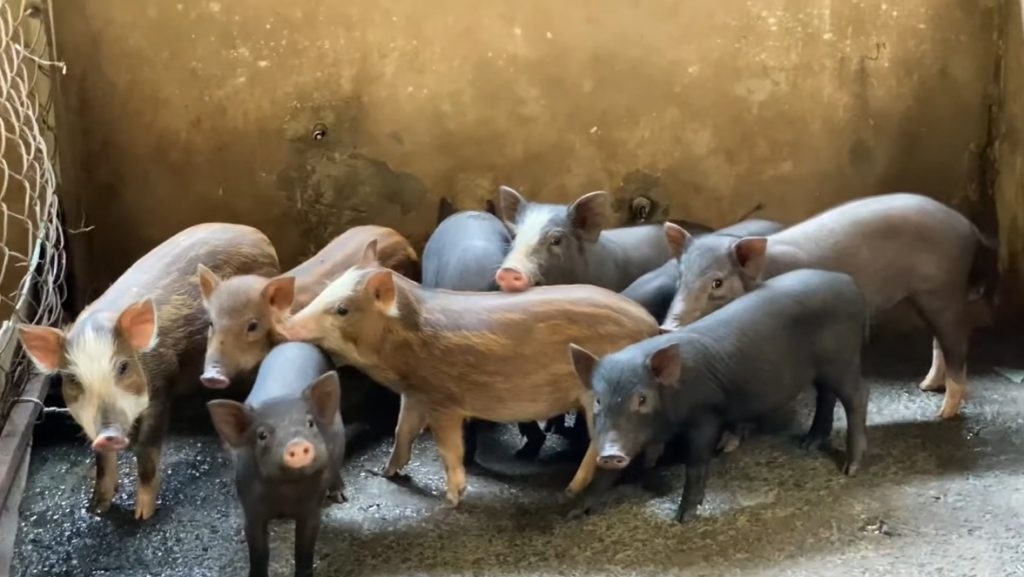 Dự báo giá heo hơi 24/11/2025, giá heo hơi hôm nay, giá heo hơi 24/11, giá heo hơi tăng nhẹ, dự báo giá heo hơi, giá heo hơi miền Bắc