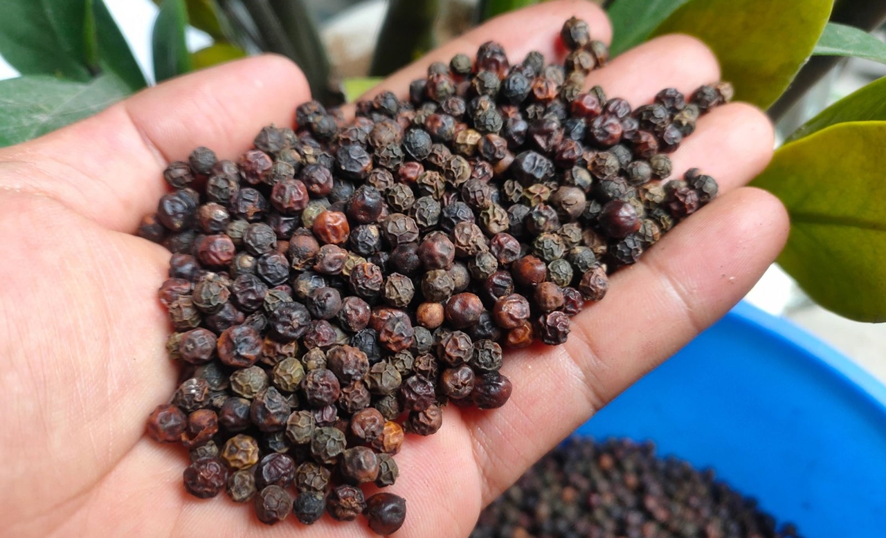 giá tiêu hôm nay, giá tiêu 23/11, giá tiêu Tây Nguyên, giá tiêu tăng mạnh, hồ tiêu Việt Nam, mưa lũ Tây Nguyên, xuất khẩu hồ tiêu, thị trường tiêu 2025