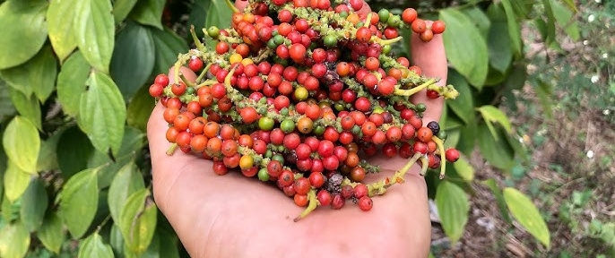 Giá tiêu hôm nay 23/11/2025: Nhiều vùng lập đỉnh mới giữa mưa lũ kéo dài