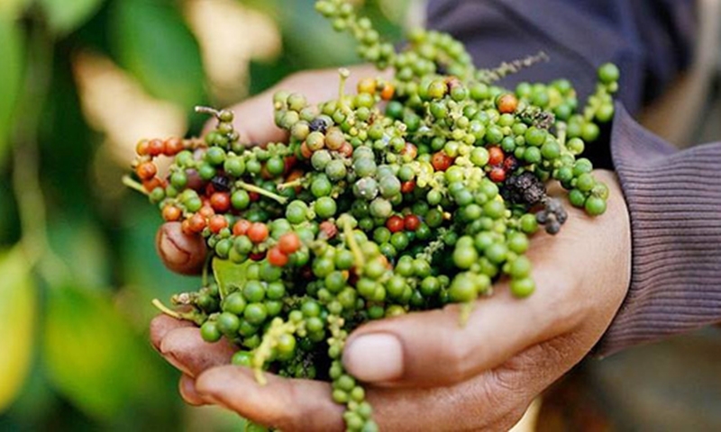 giá tiêu hôm nay, giá tiêu 23/11, giá tiêu Tây Nguyên, giá tiêu tăng mạnh, hồ tiêu Việt Nam, mưa lũ Tây Nguyên, xuất khẩu hồ tiêu, thị trường tiêu 2025