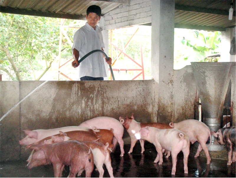 Dự báo giá heo hơi 25/11, giá heo hơi hôm nay, giá heo hơi 25/11, giá heo hơi miền Bắc, dự báo giá heo hơi, thị trường heo hơi cuối năm, giá heo hơi tăng