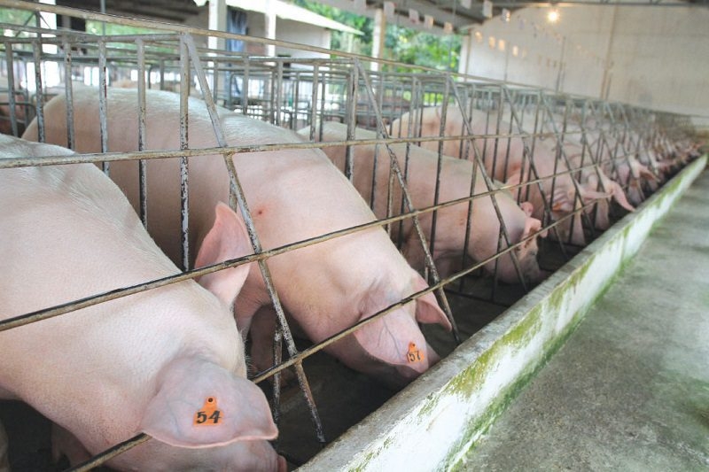 Dự báo giá heo hơi 25/11, giá heo hơi hôm nay, giá heo hơi 25/11, giá heo hơi miền Bắc, dự báo giá heo hơi, thị trường heo hơi cuối năm, giá heo hơi tăng