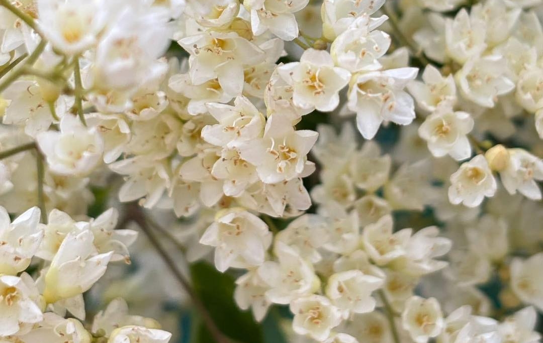 tử vi 12 cung hoàng đạo, tử vi hôm nay, dự báo tình cảm, công việc, tài chính 25/11/2025