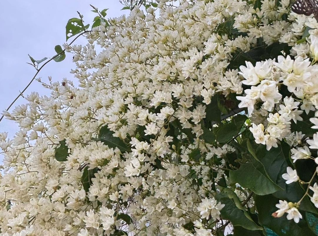 tử vi 12 cung hoàng đạo, tử vi hôm nay, dự báo tình cảm, công việc, tài chính 25/11/2025