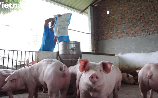 Giá heo hơi 24/11/2025, giá heo hơi hôm nay 24/11, giá heo hơi tăng, giá heo hơi miền Bắc, giá heo hơi miền Nam, giá heo hơi miền Trung