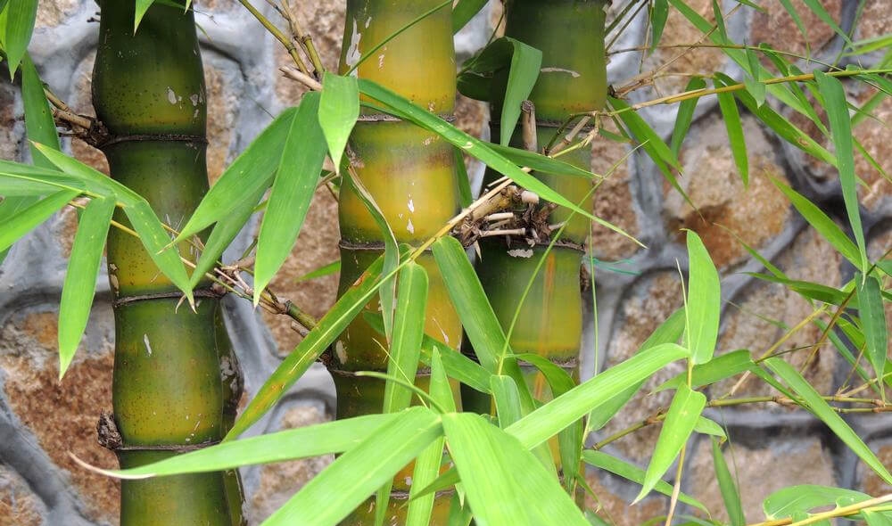 Tử vi 12 con giáp 25/11/2025, Tử vi 12 con giáp, vận trình hôm nay, tuổi Ngọ, tuổi Thìn, tài lộc, công việc, tình duyên, sức khỏe