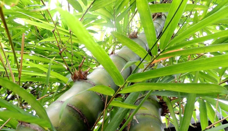 Tử vi 12 con giáp 25/11/2025, Tử vi 12 con giáp, vận trình hôm nay, tuổi Ngọ, tuổi Thìn, tài lộc, công việc, tình duyên, sức khỏe