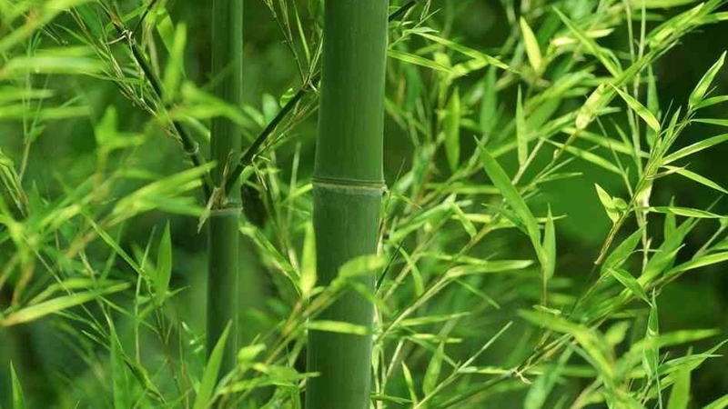 Tử vi 12 con giáp 25/11/2025, Tử vi 12 con giáp, vận trình hôm nay, tuổi Ngọ, tuổi Thìn, tài lộc, công việc, tình duyên, sức khỏe