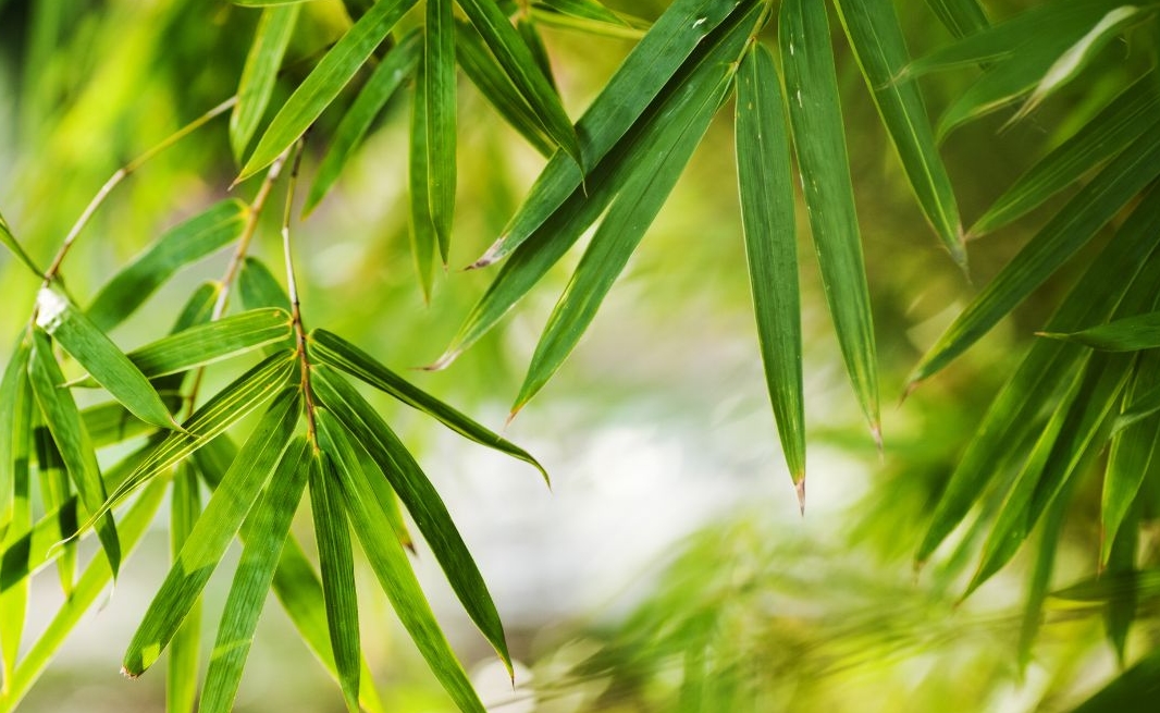 Tử vi 12 con giáp 25/11/2025, Tử vi 12 con giáp, vận trình hôm nay, tuổi Ngọ, tuổi Thìn, tài lộc, công việc, tình duyên, sức khỏe