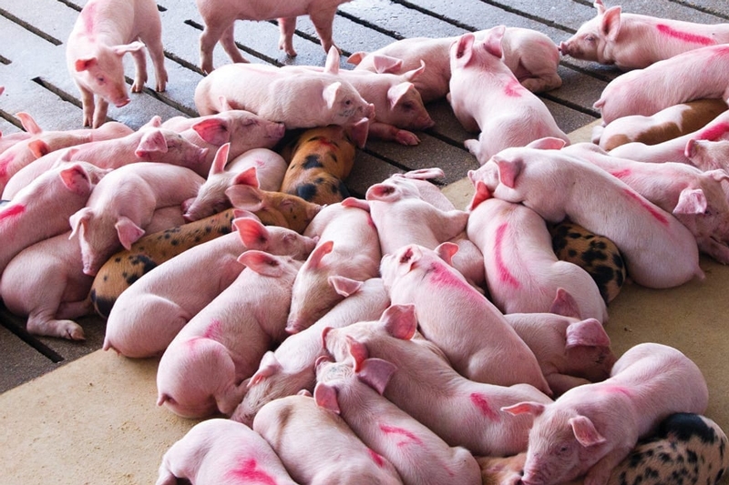 Cách kiểm soát tiêu chảy sau cai sữa ở heo con